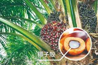 パーム椰子殻の写真